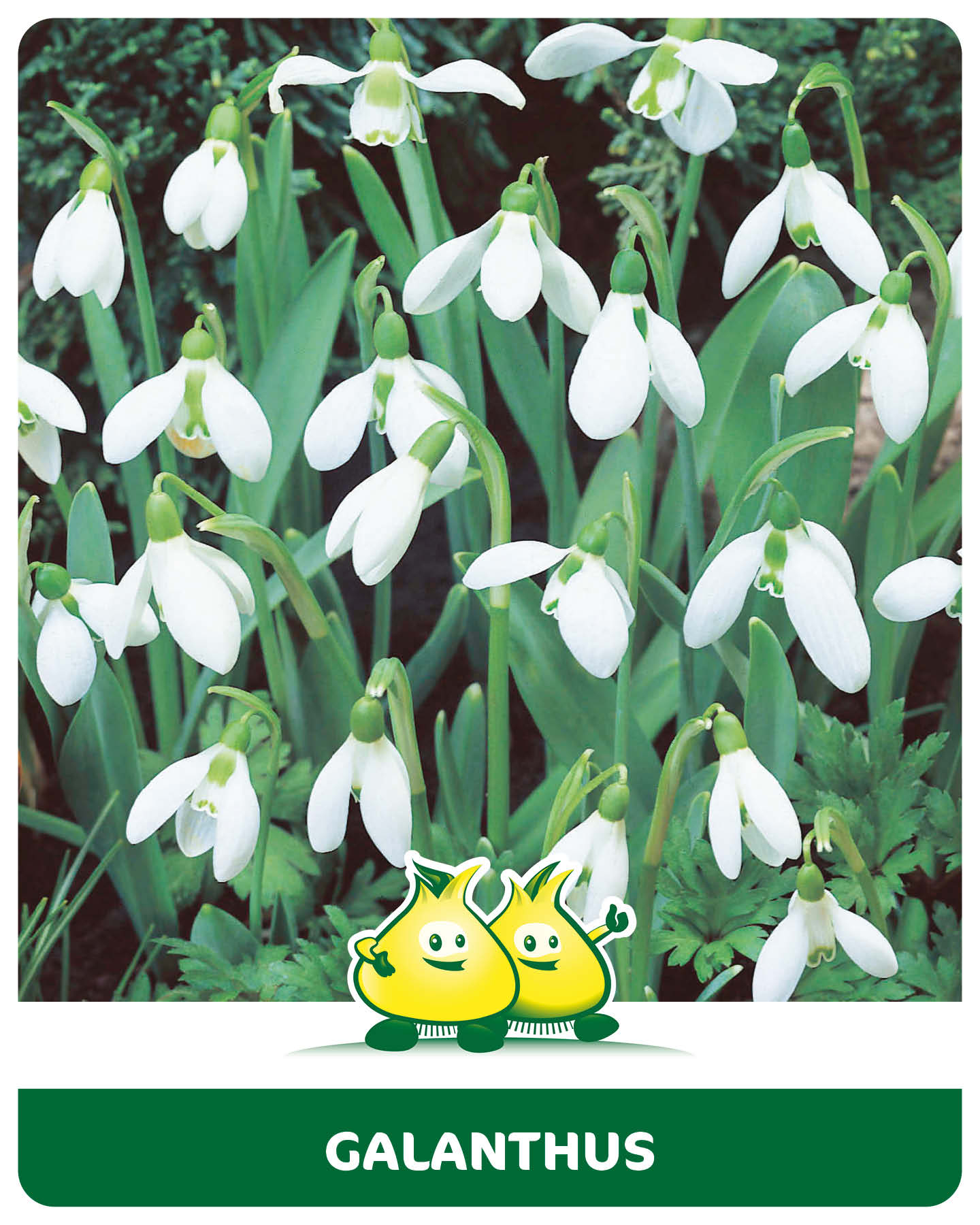 Sneeuwklokje - Galanthus 12 bollen