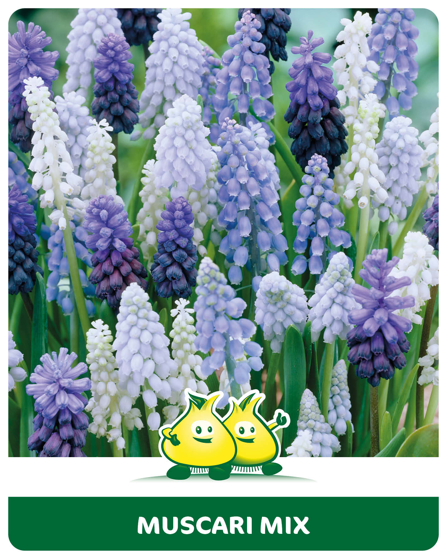 Muscari gemengd 25 bollen
