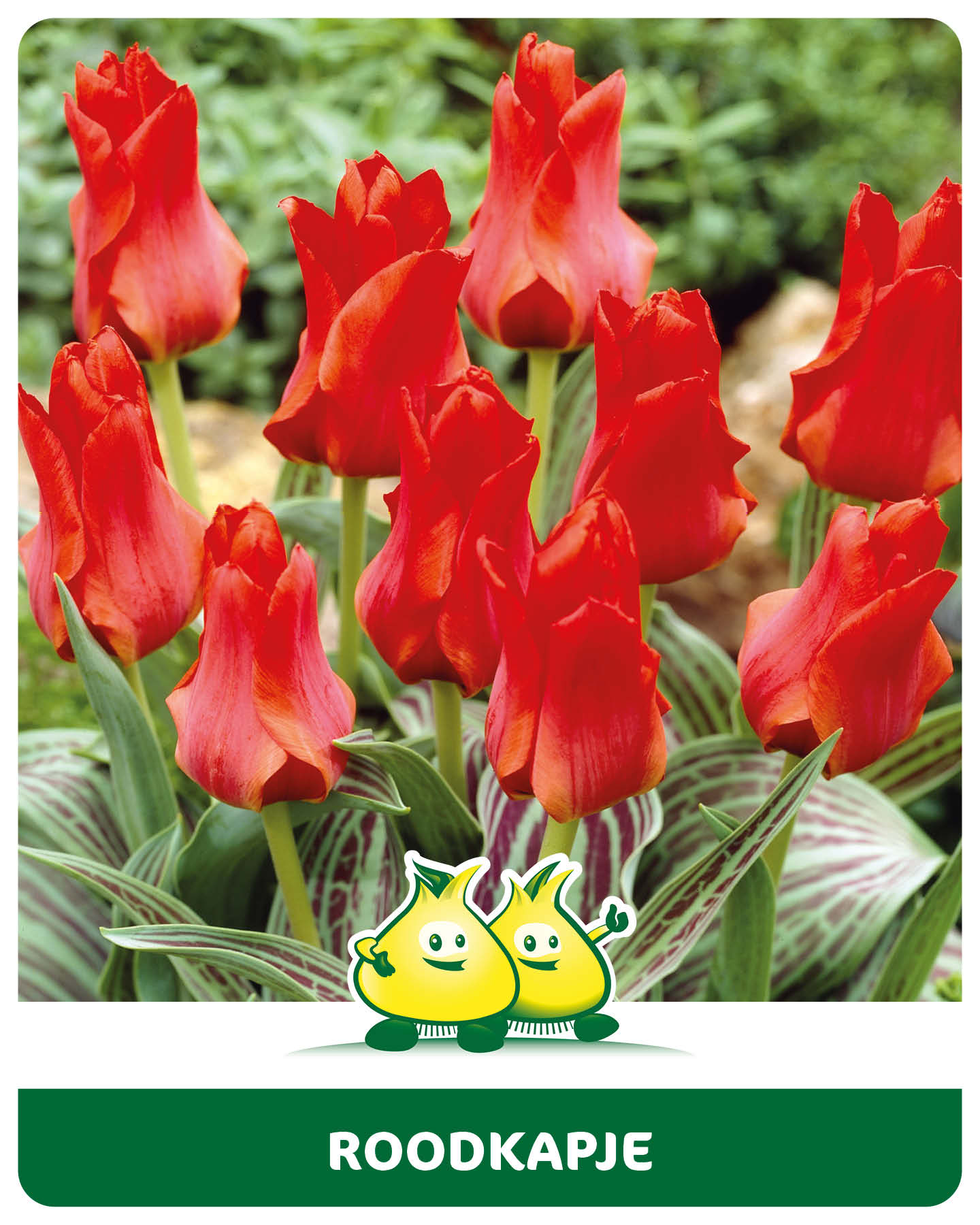 Tulpen Roodkapje 10 bollen