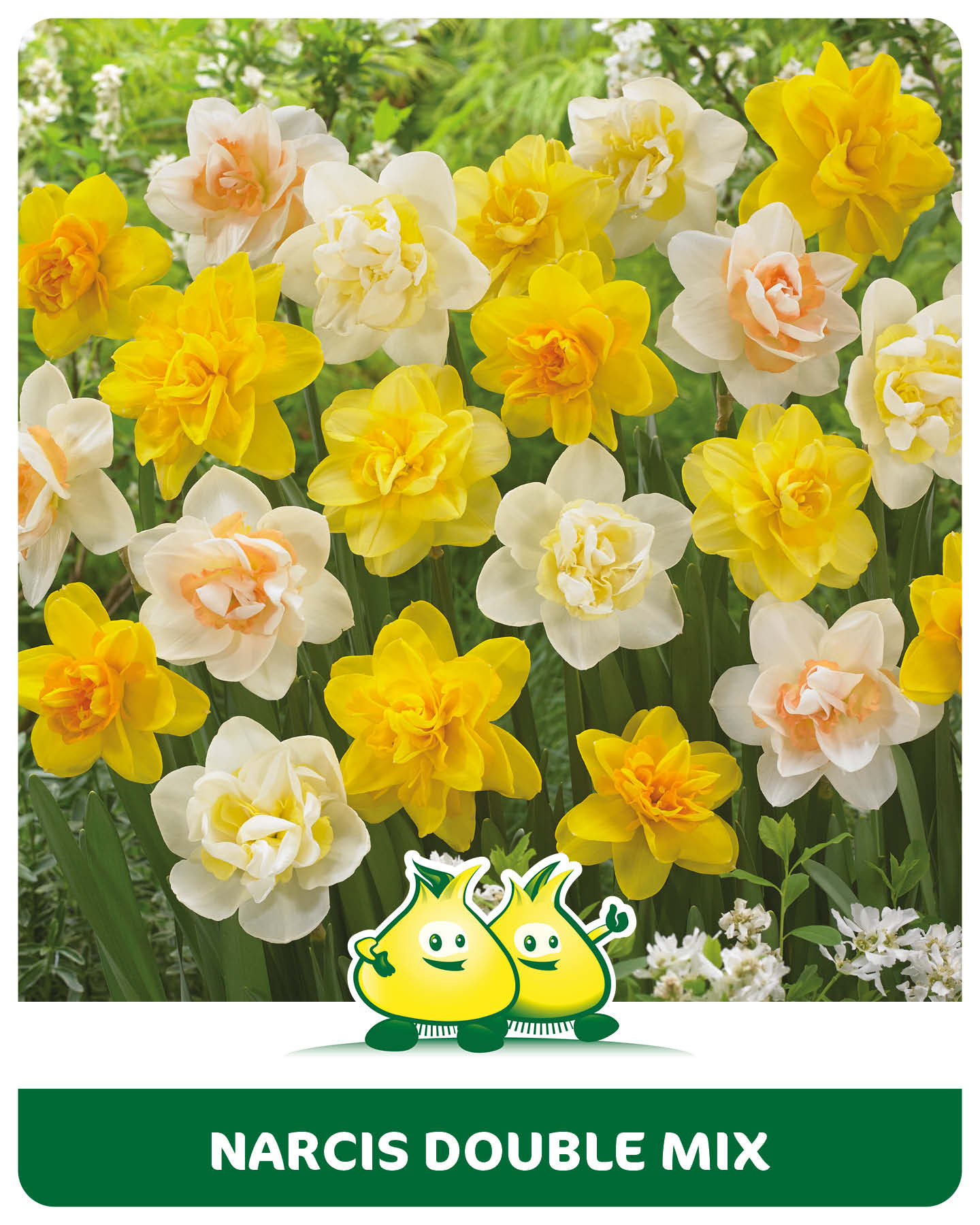 Narcis Dubbel Mix 10 bollen