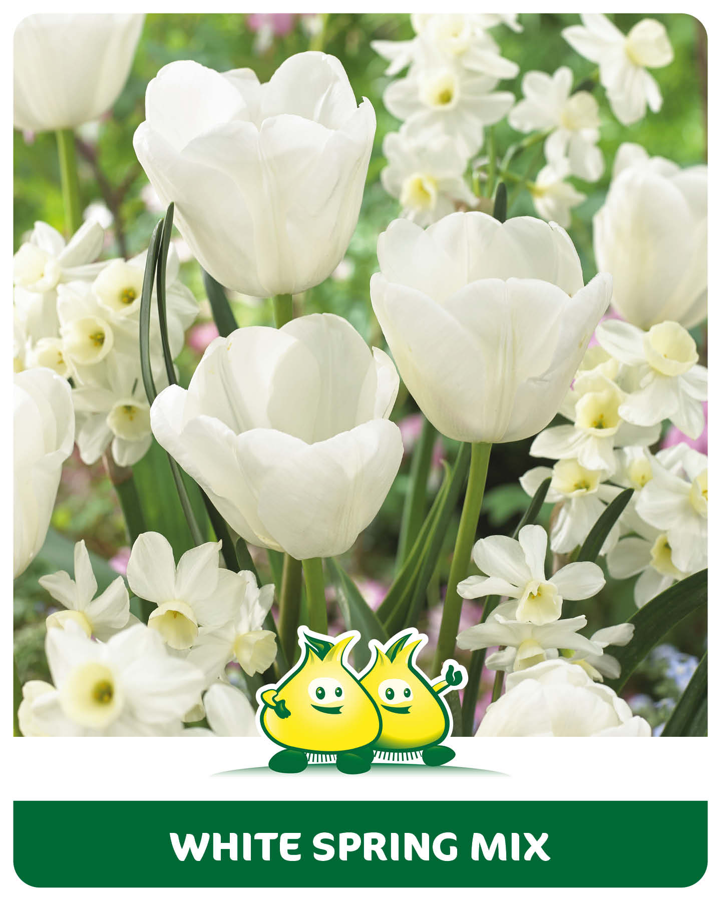 White Spring mix 10 bollen