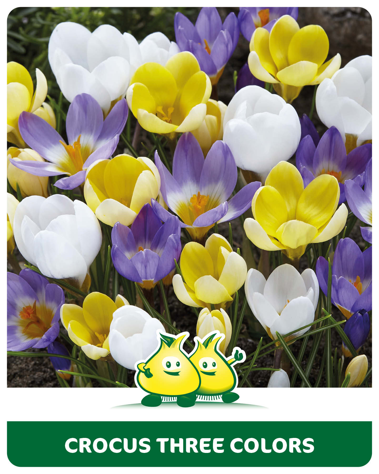 Botanische crocus 3 kleuren 30 bollen