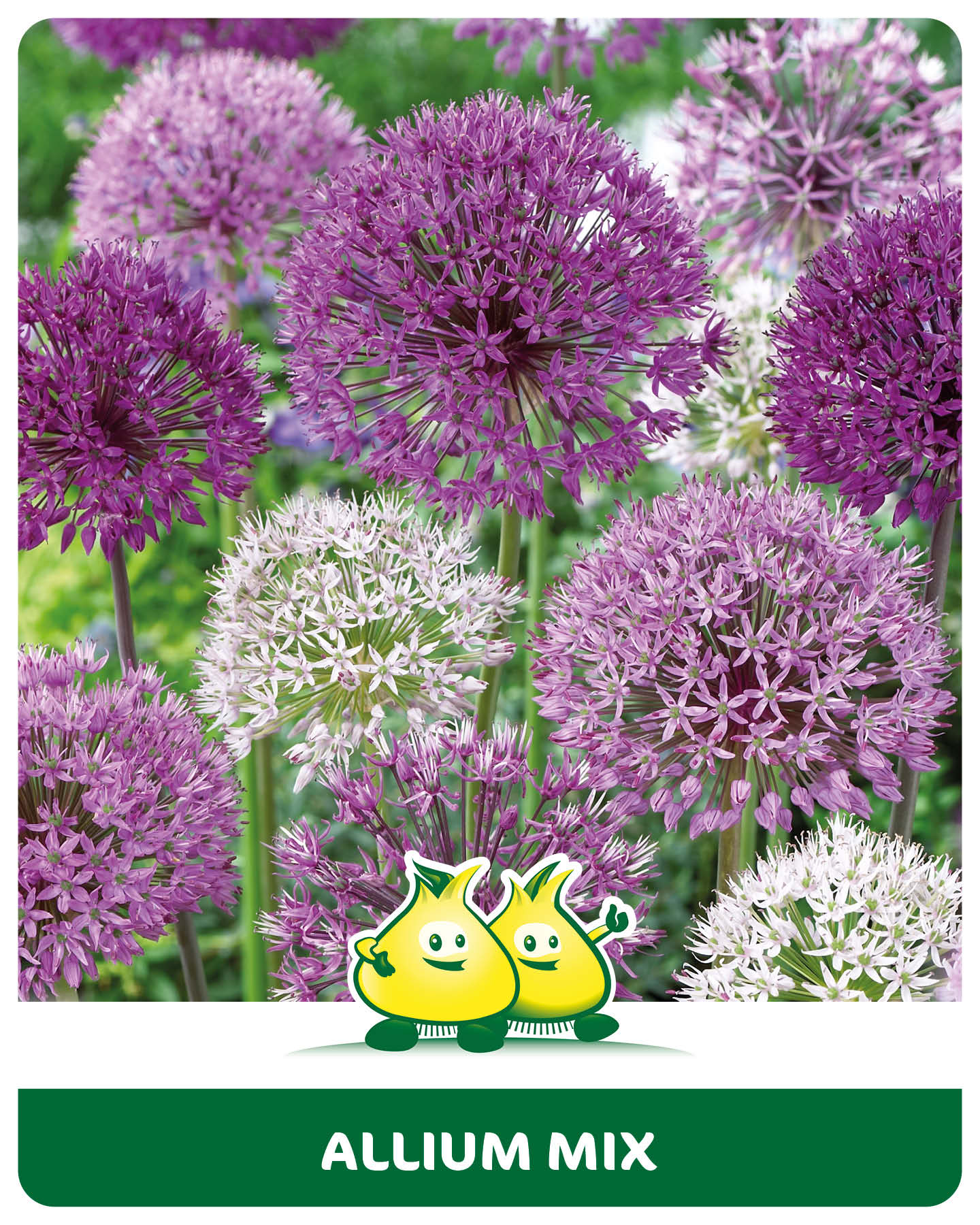 Allium mix 10 bollen
