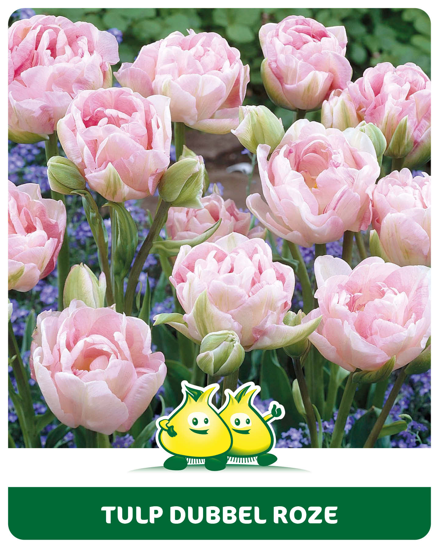 Tulpen Dubbel Roze 10 bollen