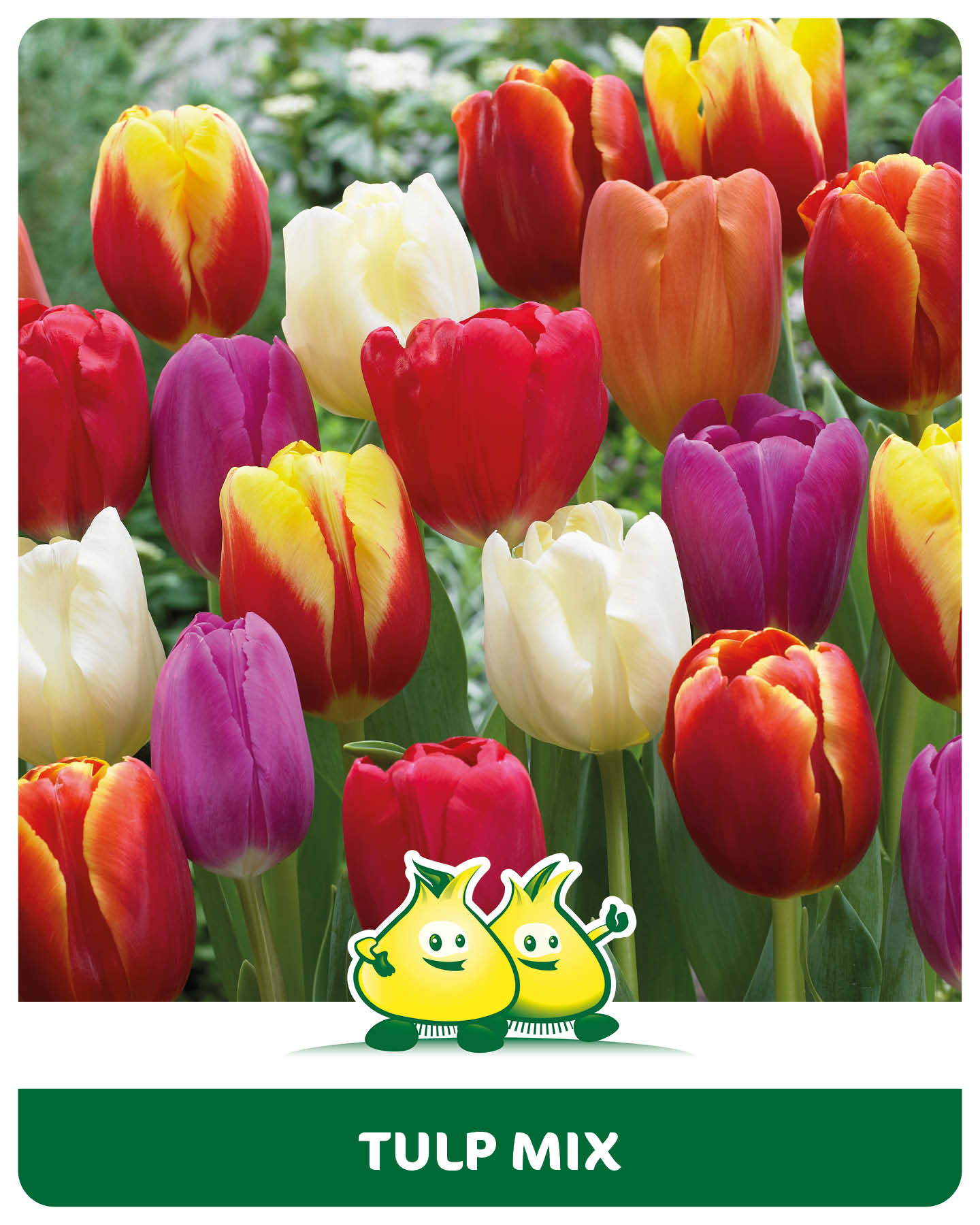 Tulpen mix 10 bollen