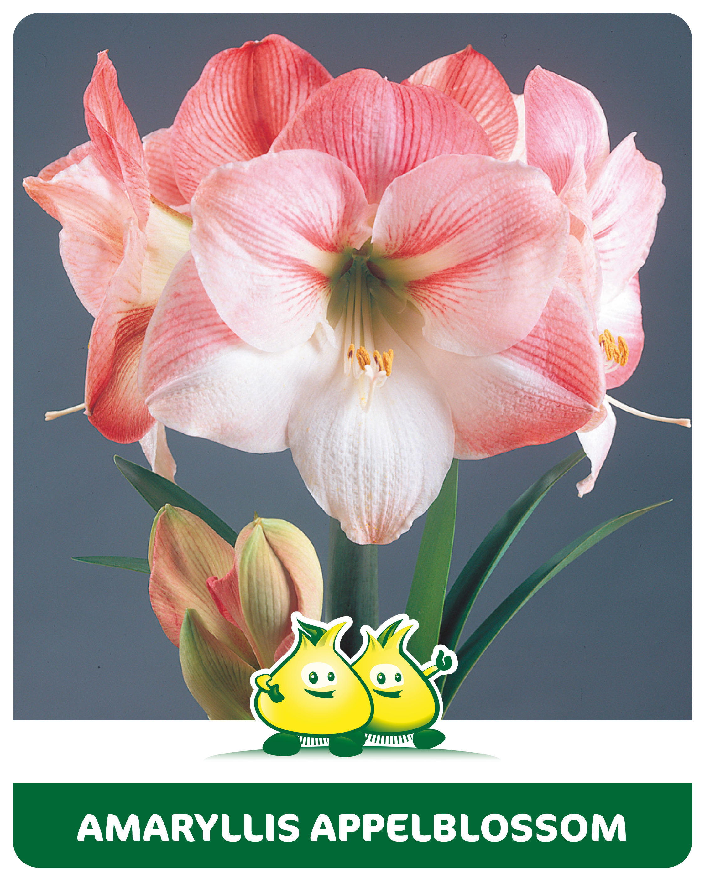 Amaryllis Appelblossom 1 bol