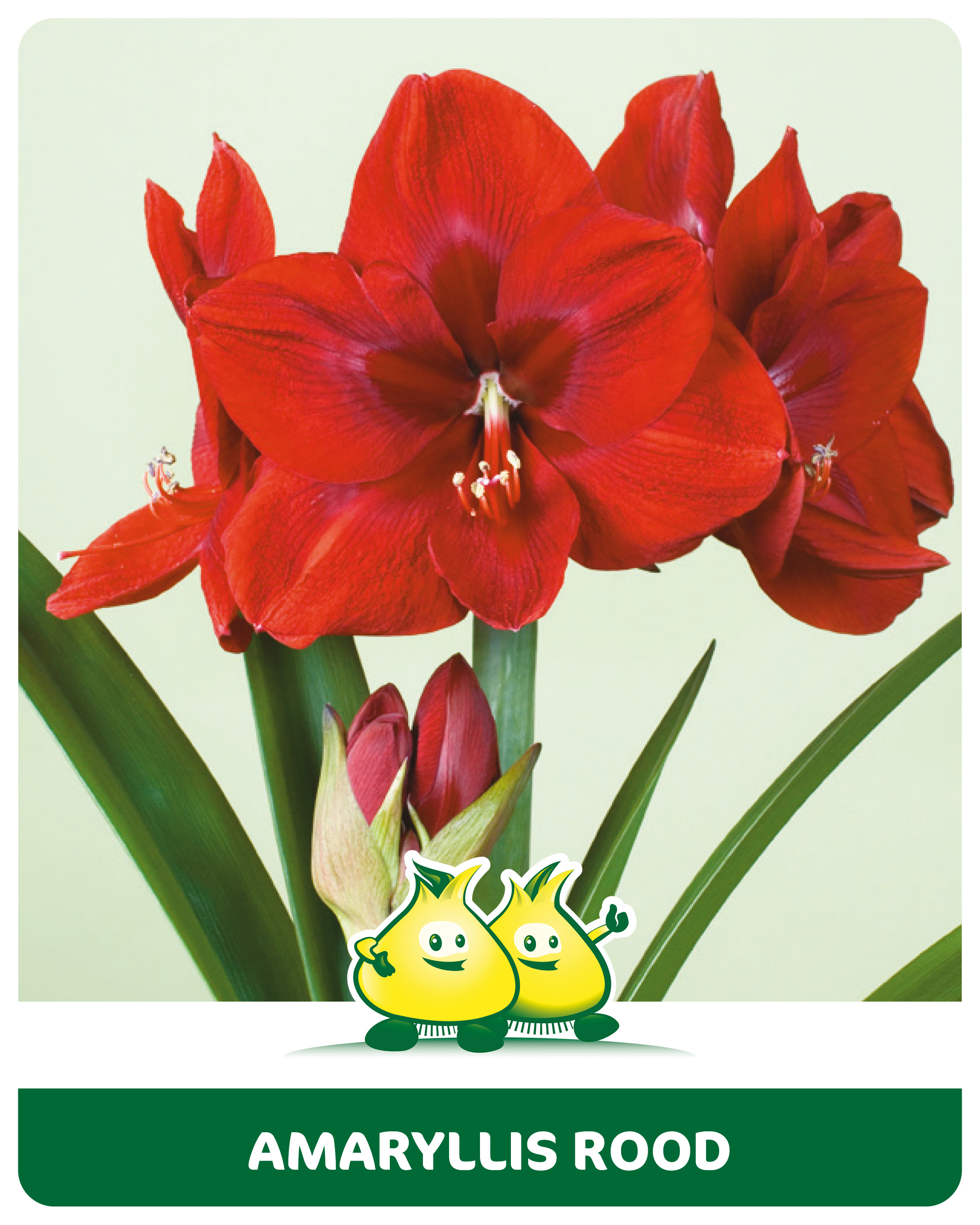 Amaryllis Rood 1 bol