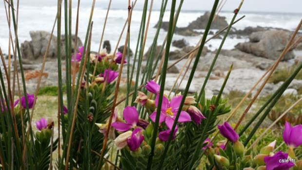 Une soirée à Hermanus