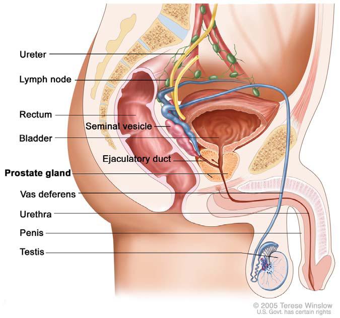 diagram of the prostate gland