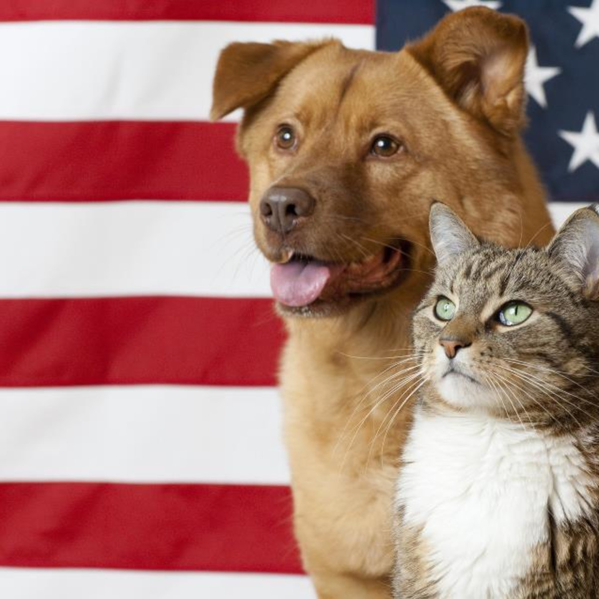 18 Houston Charities Making A Difference For Local Animals In Need