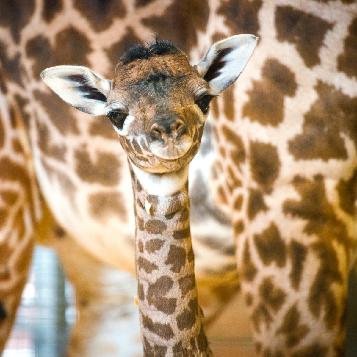 baby giraffe phoenix zoo baby giraffe phoenix zoo