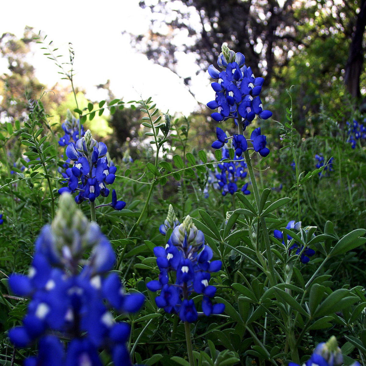 4 native plants ready to grow in your Austin garden right now