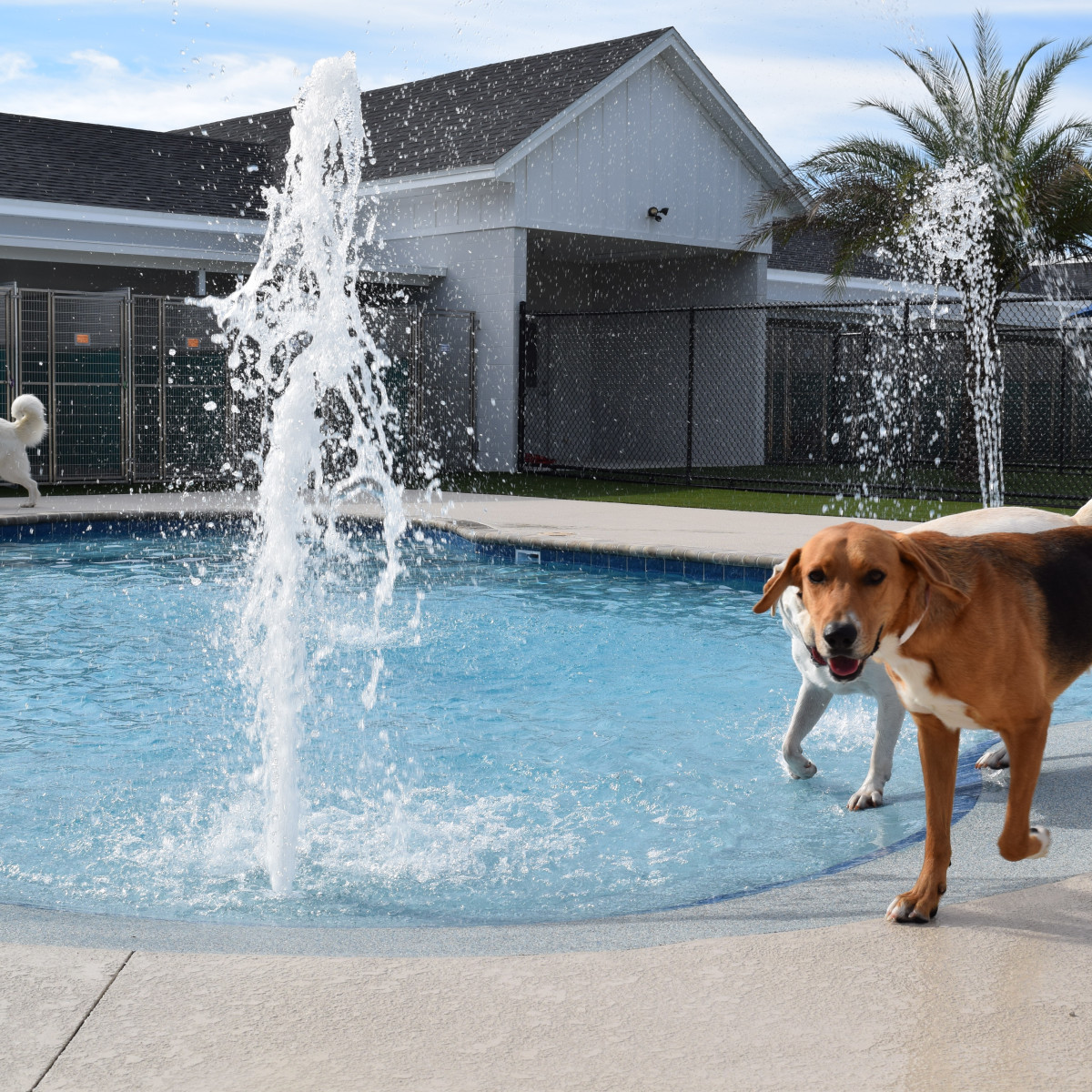 Austin Suburb Fetches First Central Texas Location Of Luxury Pet