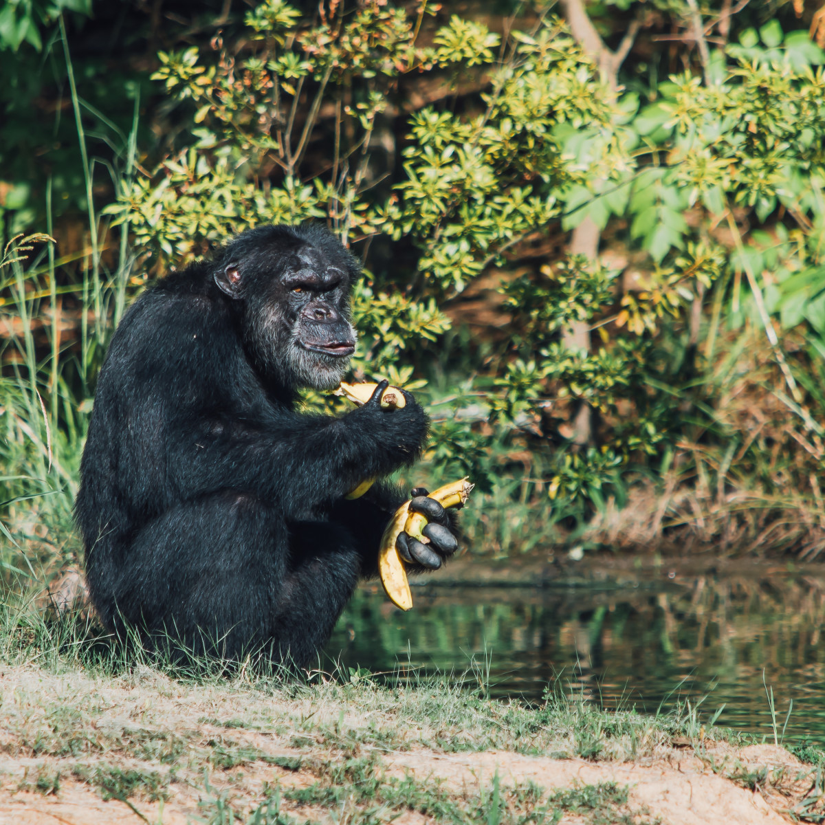 monkey chimpanzee