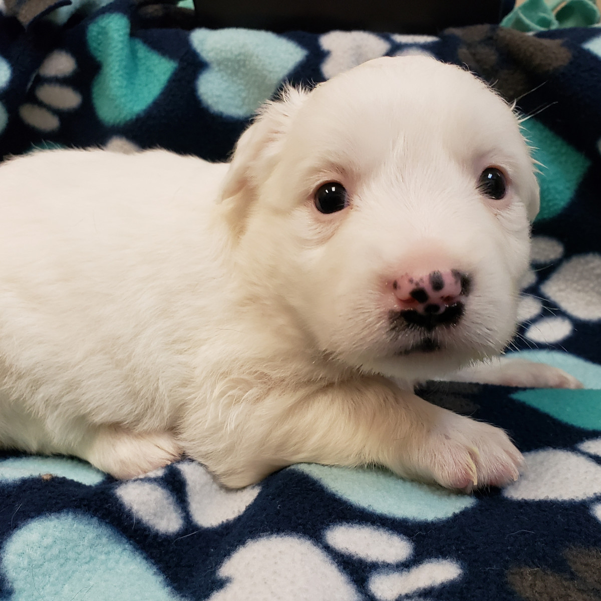 2 adorable Houston puppies get ready to roll in Puppy Bowl XVI - CultureMap Houston1200 x 1200