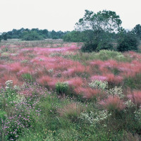 News_Katy Prairie Conservancy_Williams_Prairie