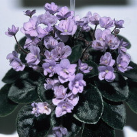 African Violet Society of America National Show and Sale