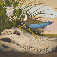 Seeing in Detail: Scott and Stuart Gentling's Birds of Texas