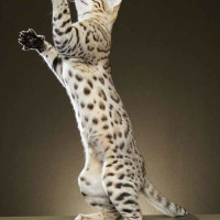 <i>Felines, Football, & Fun</i>