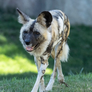 Brand New African Painted Dog At Dallas Zoo Gets Killed By Other