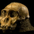 : Perot Museum of Nature and Science presents "Origins: Fossils from the Cradle of Humankind"