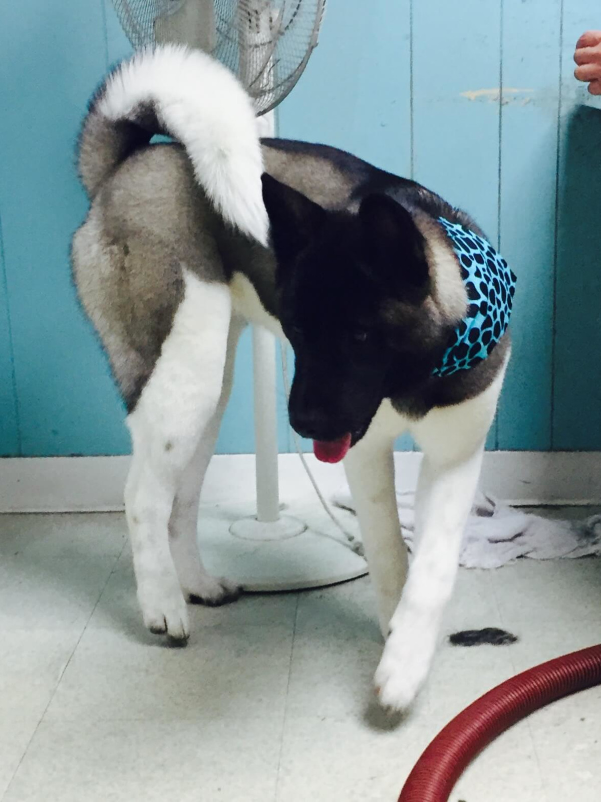 Drake S Akita Diamond Gets Gold Standard Treatment At Tony Pet