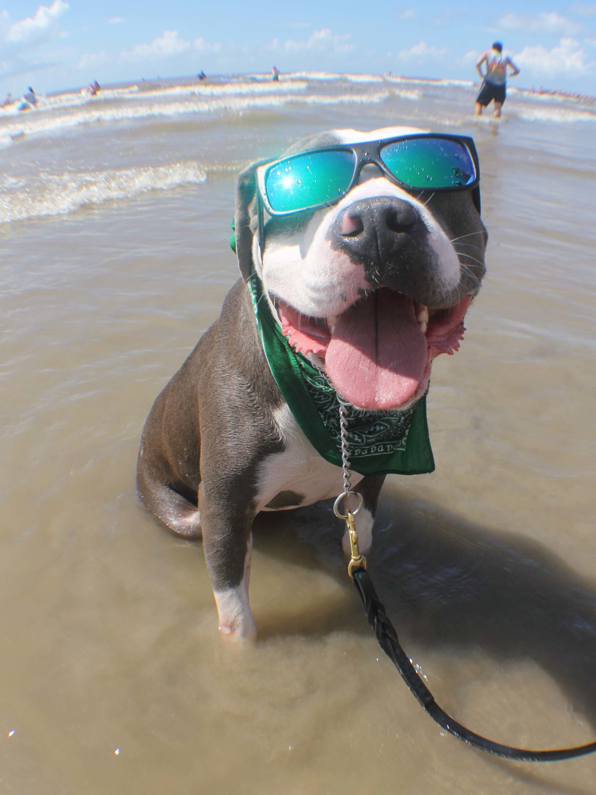 Ohana surf dog competition in Galveston July 2016