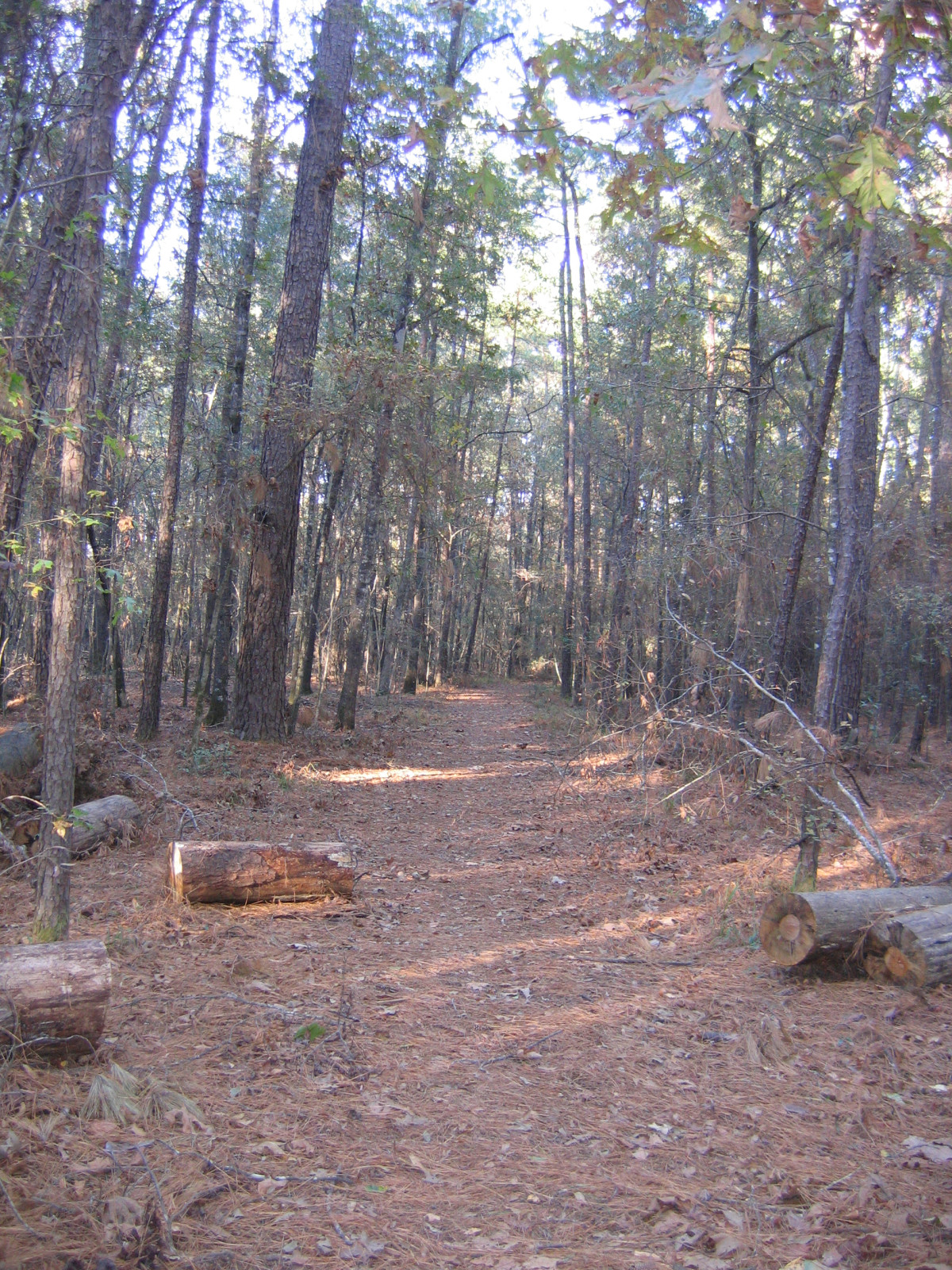 Lake Livingston hiking trail