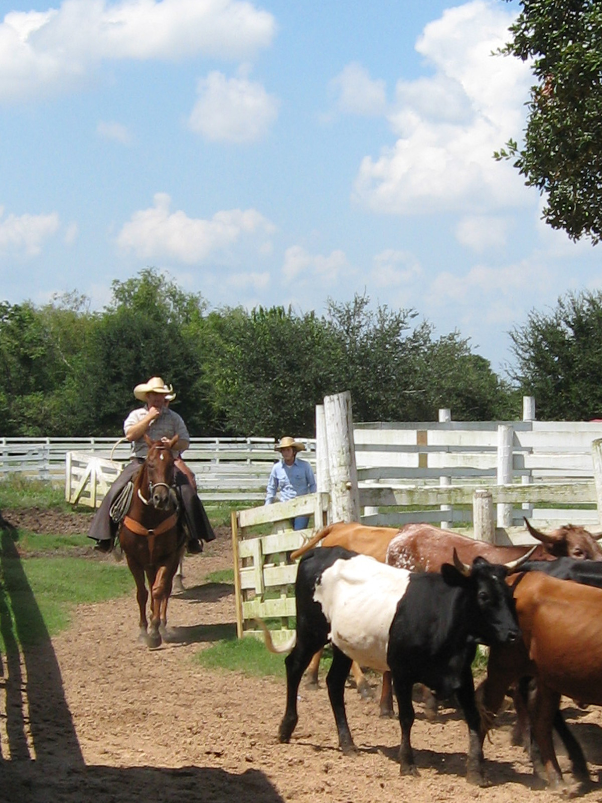 George Ranch Historical Park Horses