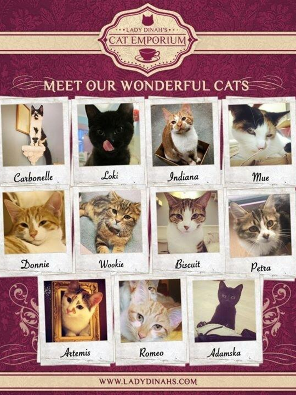 Cat Crazy In London High Tea With Kitties Cat Concert Purrfect
