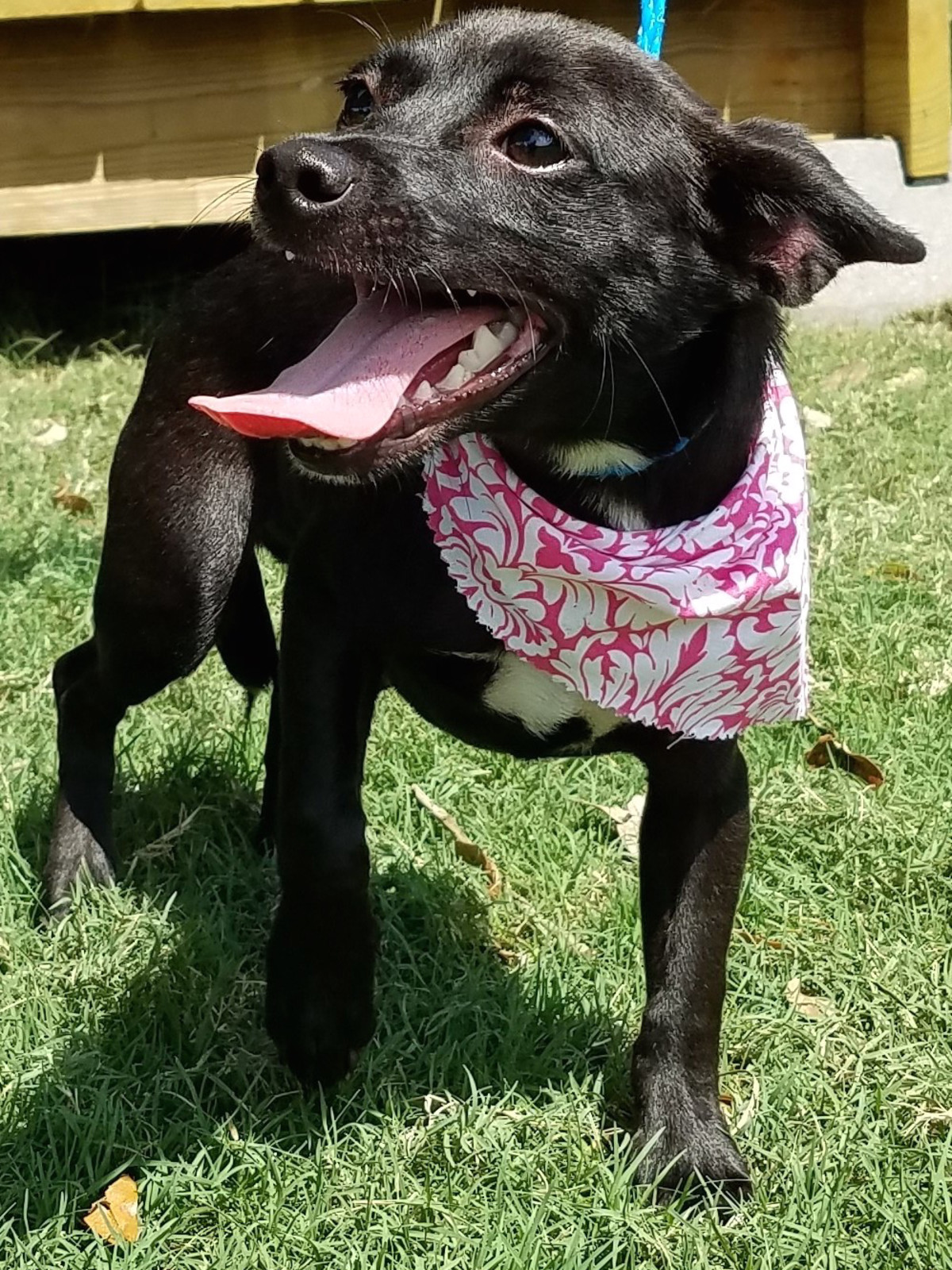Houston, Hoffman, Petset Pet Gypsy, Sept 2017