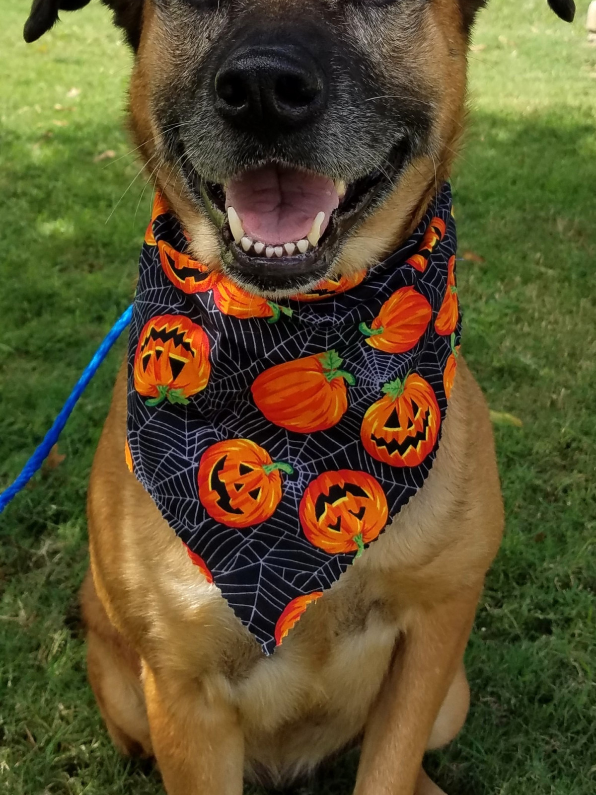 Houston, Pethouse Pet Chelsea, October 2017