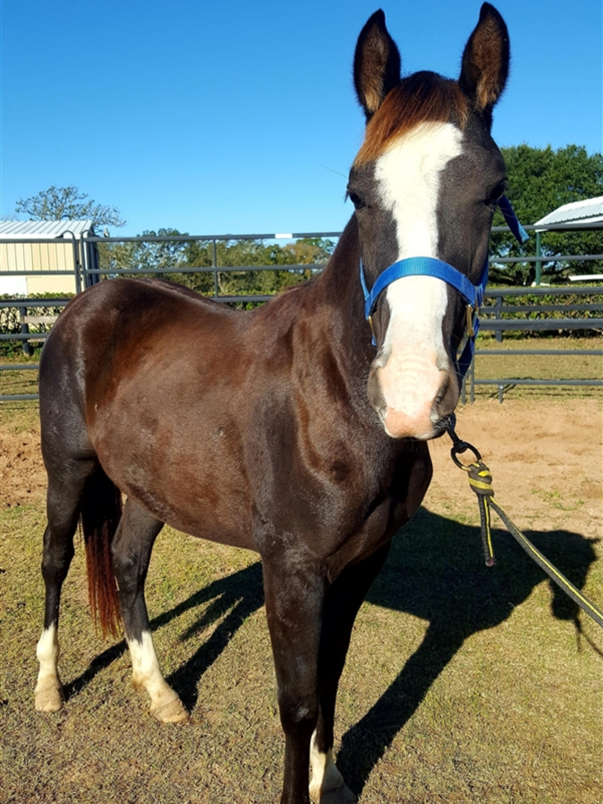 Pickle the Quarterhorse Houston SPCA Hoffman column