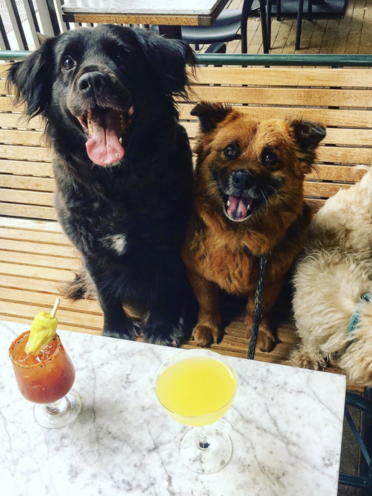 Dogs on a patio