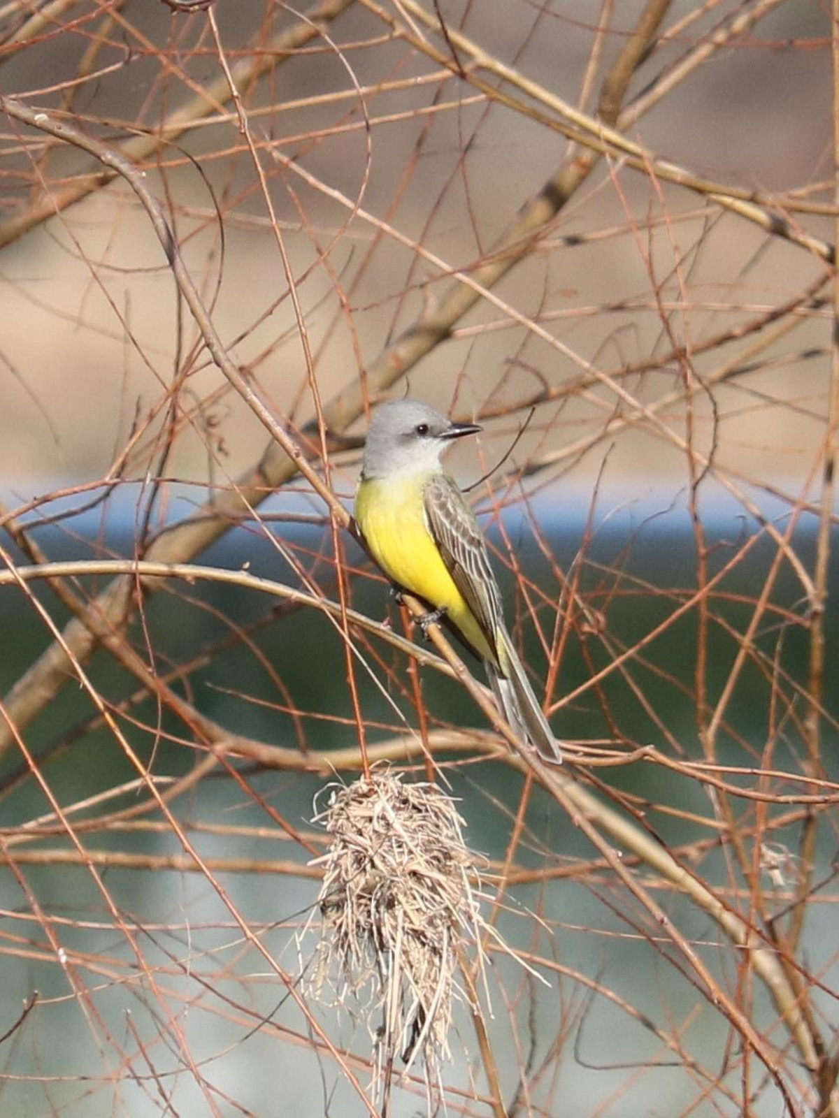 Couch Kingbird