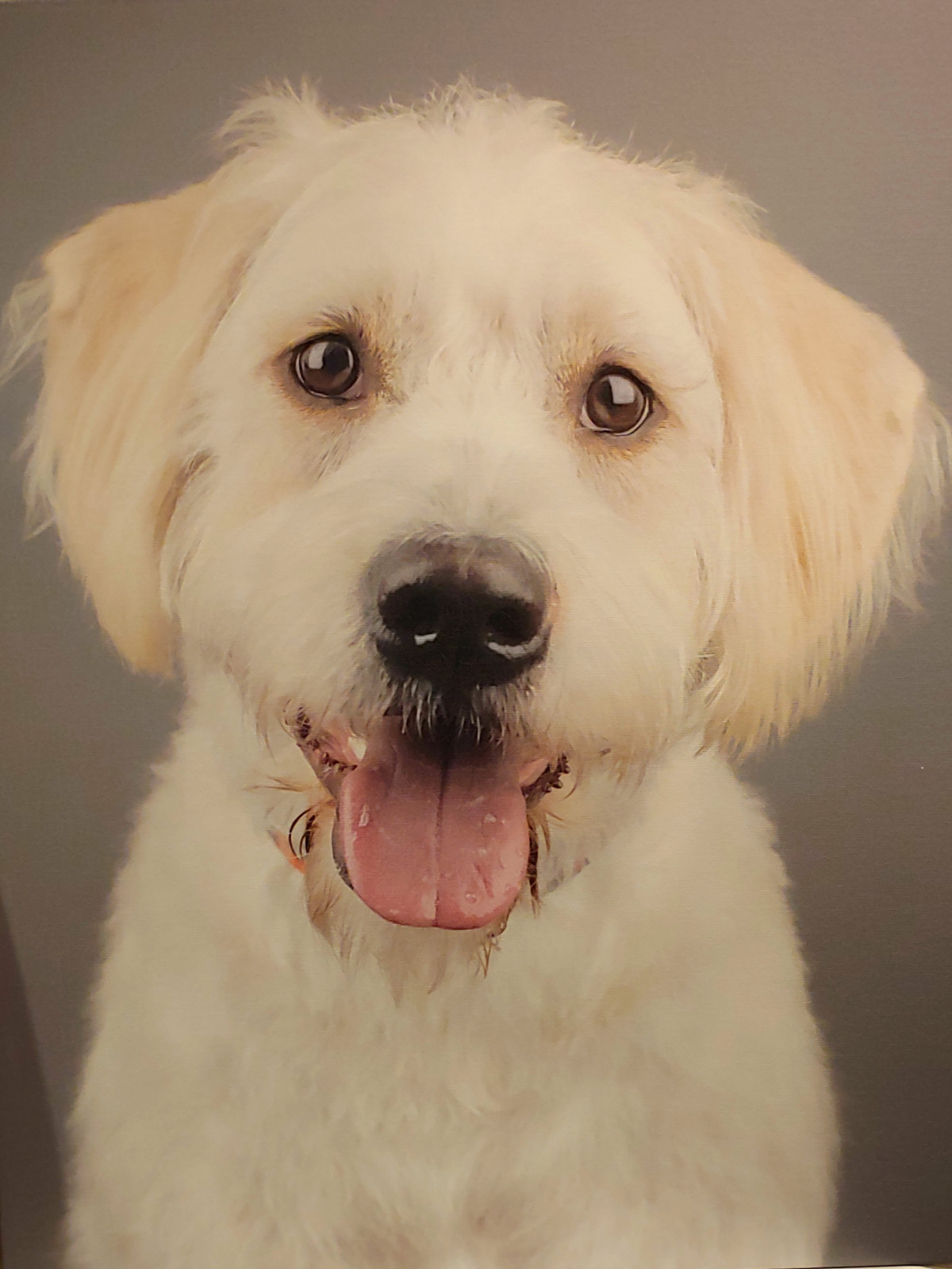 Ken Hoffman Bakes Up A Perfect Tribute For His Puppy S Big