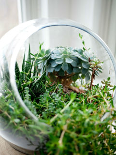 Lake Austin Spa Resort presents Aster After Dark: Creative Container Garden