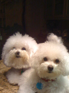 Eleventh Annual Houston PetSet Soireé