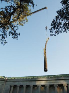 MFAH Lecture: "Struck by Lightning: Giuseppe Penone and the Forces of Nature"