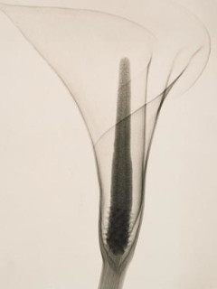 Shadows on the Wall: Cameraless Photography from 1851 to Today