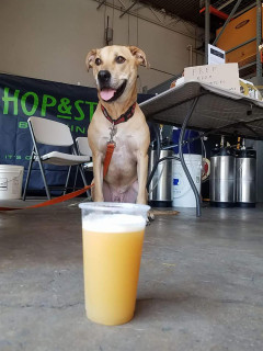 Dallas Pets Alive Brew Launch