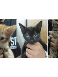 Kittens, Cats and Cowboy Hats Cat Show