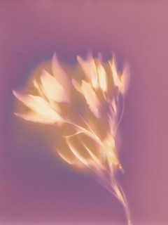 Caroline Roberts: Botanical Garden