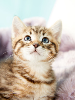 Prairie Paws Adoption Center Presents Cat Cafe Event Culturemap