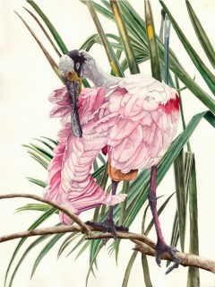 Carol Dawson solo show