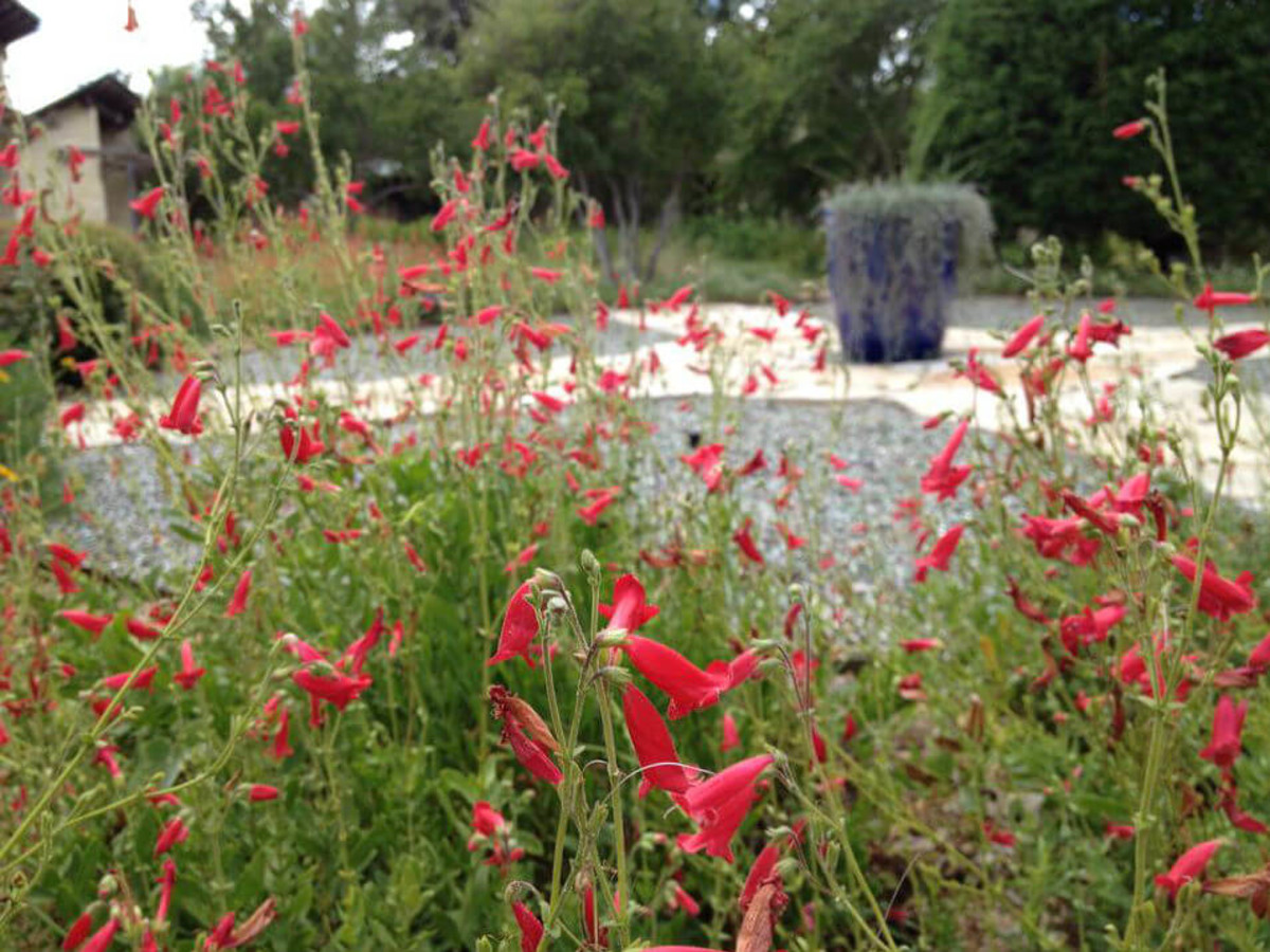 4 Native Plants Ready To Grow In Your San Antonio Garden Right Now