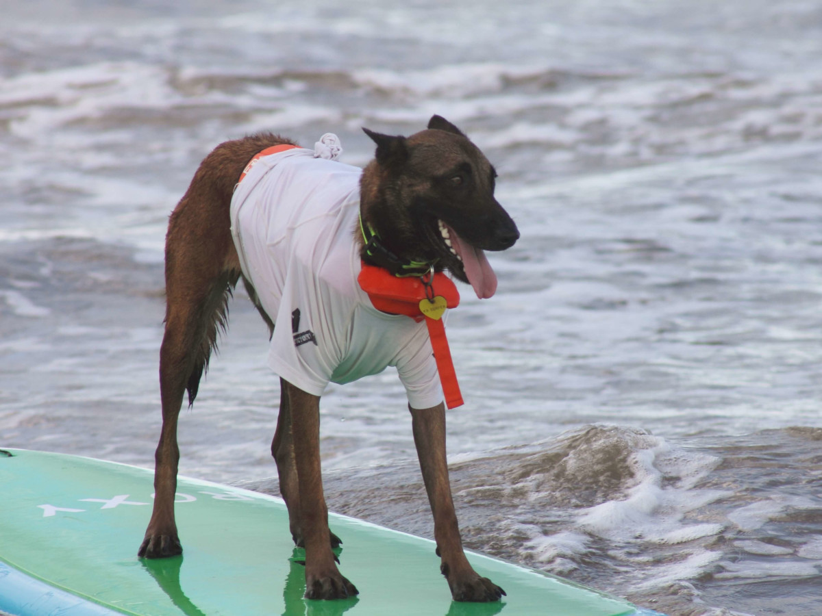 Ohana surf dog competition in Galveston July 2016