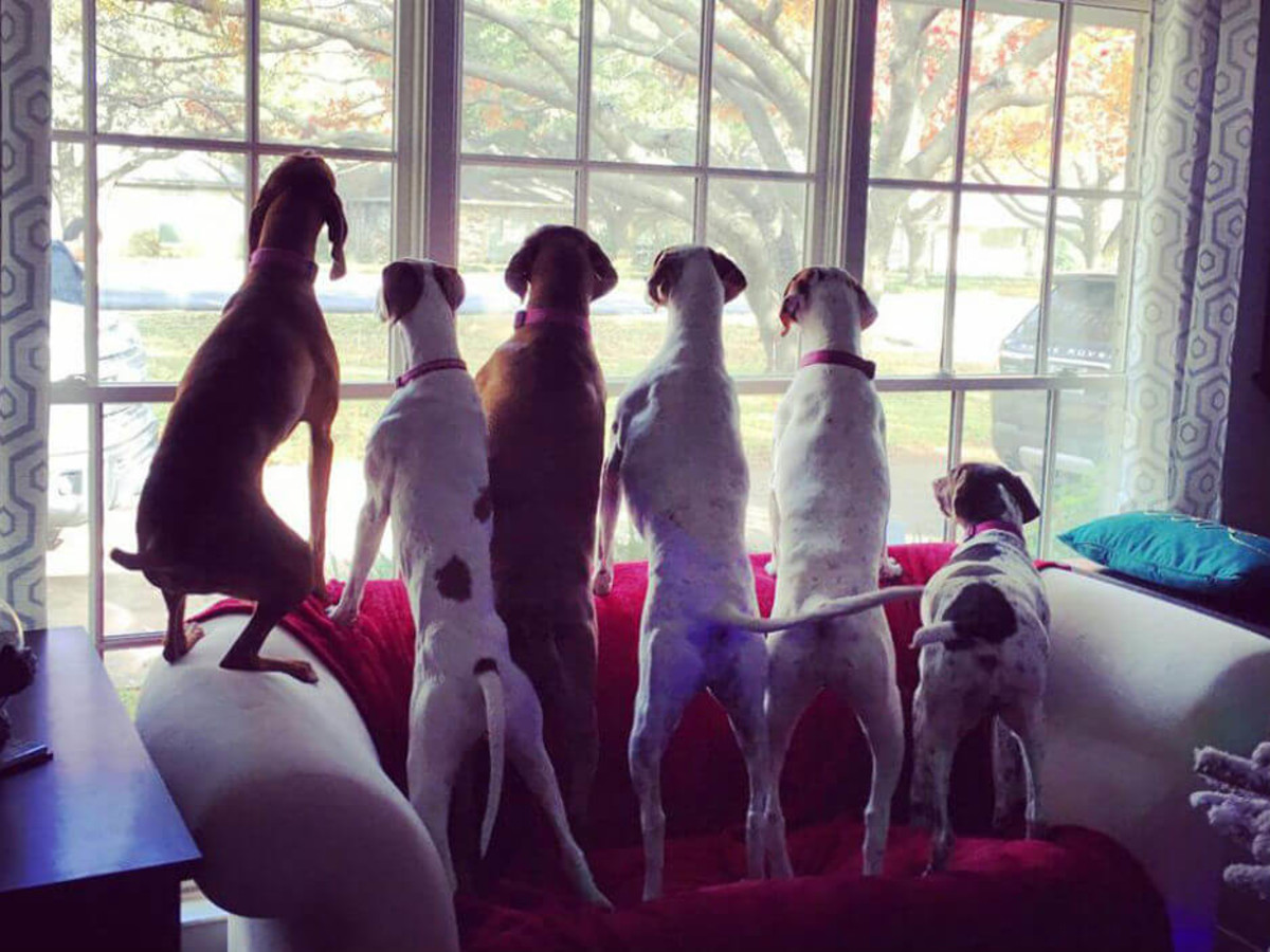 Cane Rosso kingpin turns ambitions toward dogs with new rescue center