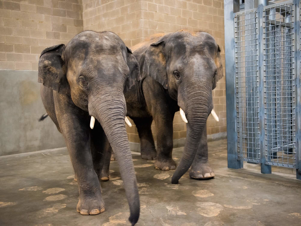 Houston Zoo's Male Elephants Move Into New Barn