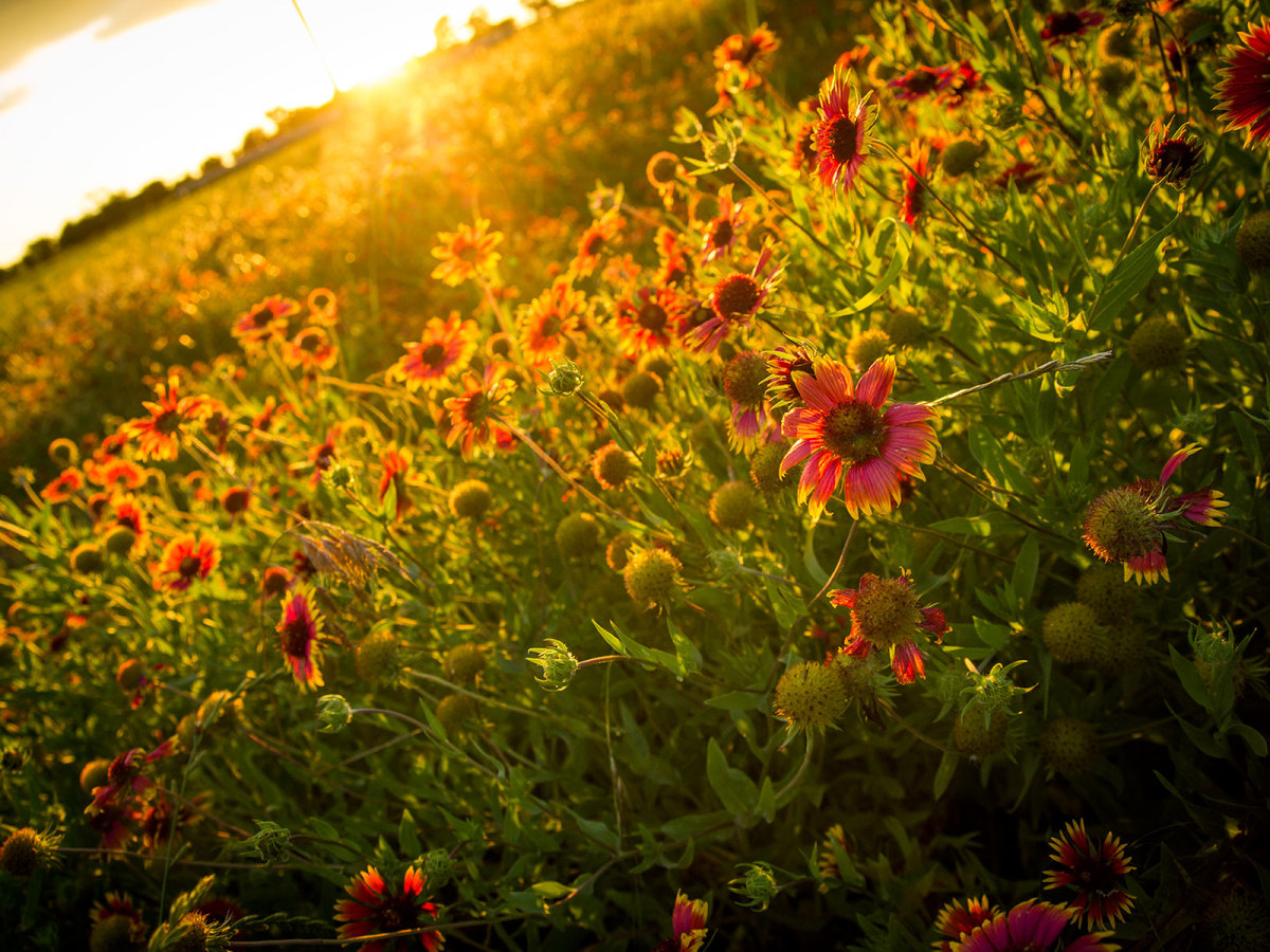 These are the best places to see wildflowers in Austin and beyond